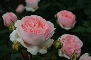 BLISS (floribunda)